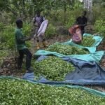 CULTIVOS DE COCA